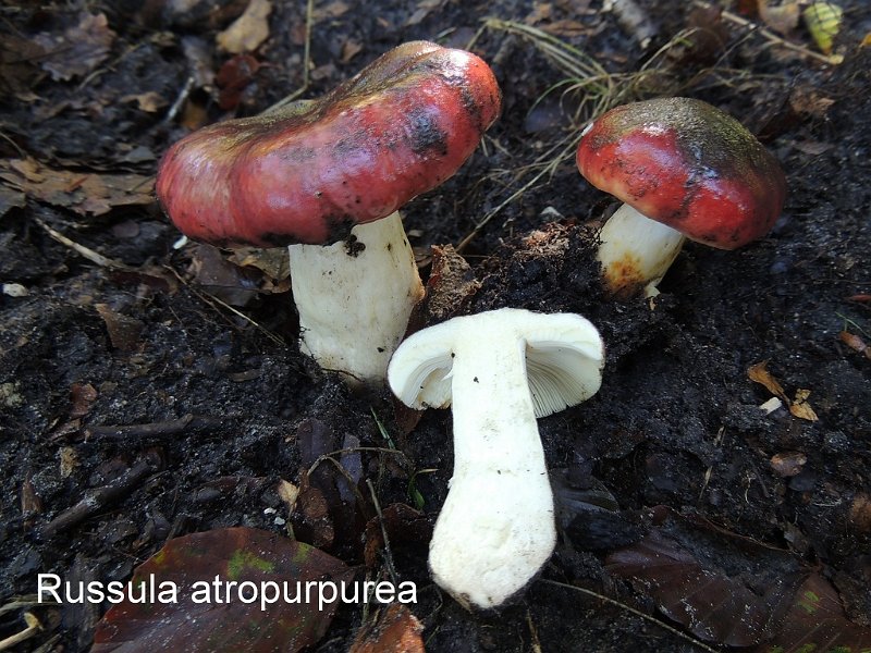 Russula atropurpurea-amf1723-1.jpg - Russula atropurpurea ; Syn1: Russula krombholzii ; Syn2: Russula undulata ; Nom français: Russule pourpre et noire